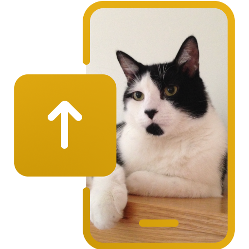 A cat photo ready to upload