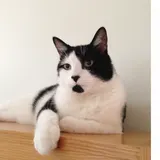 Remy photo
