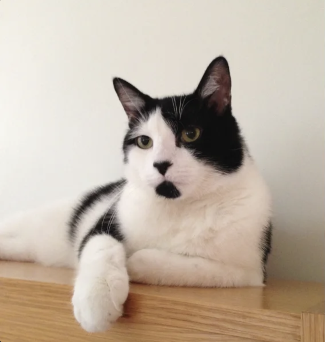 Your Beloved Pet photo